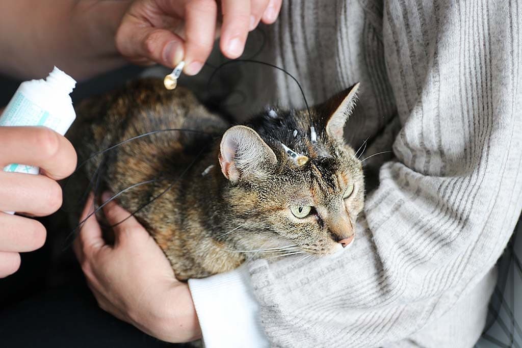 A Gold Cup electrode being placed on a cat