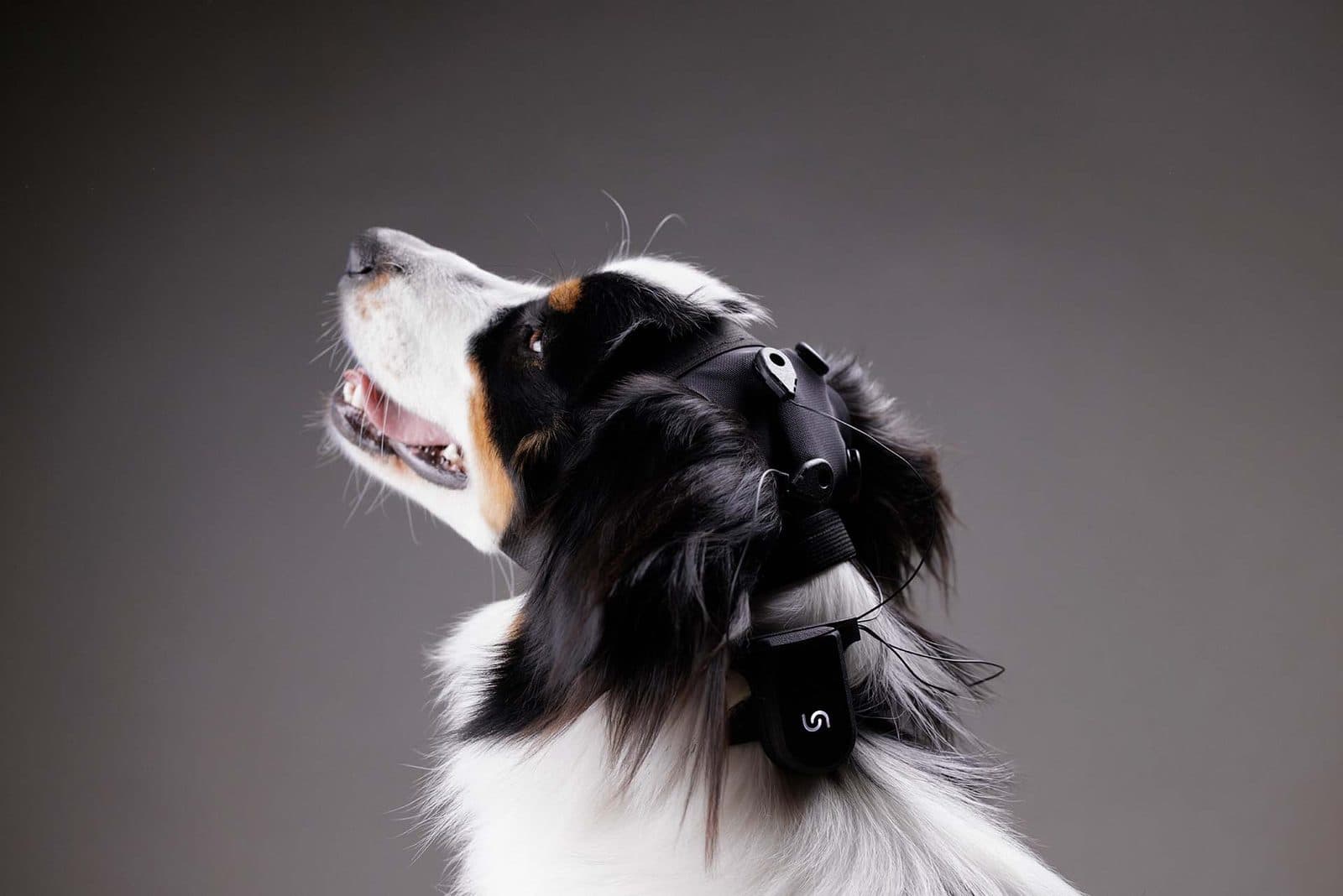 A dog wearing a Unicorn BCI Core-8 cap