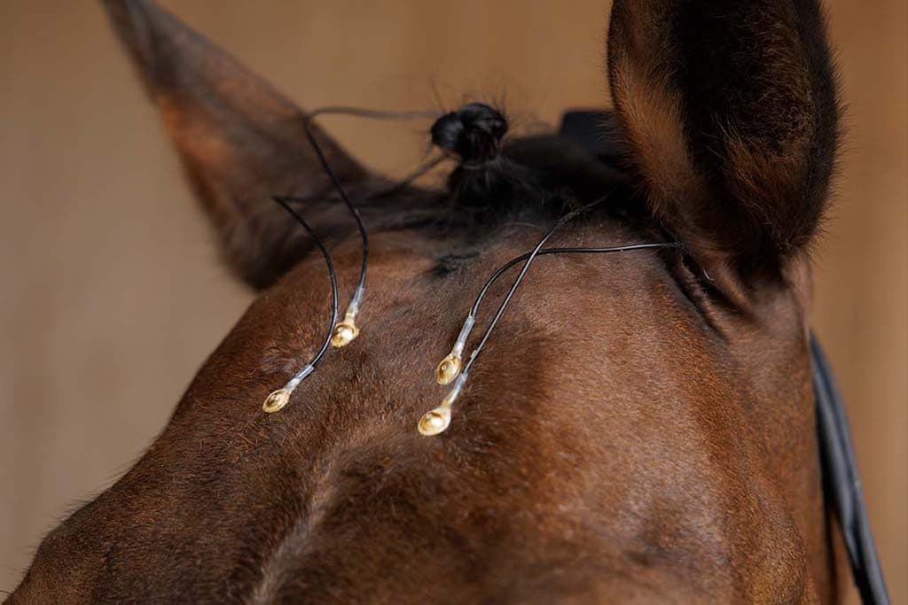 Gold Cup electrodes placed on a horse's head