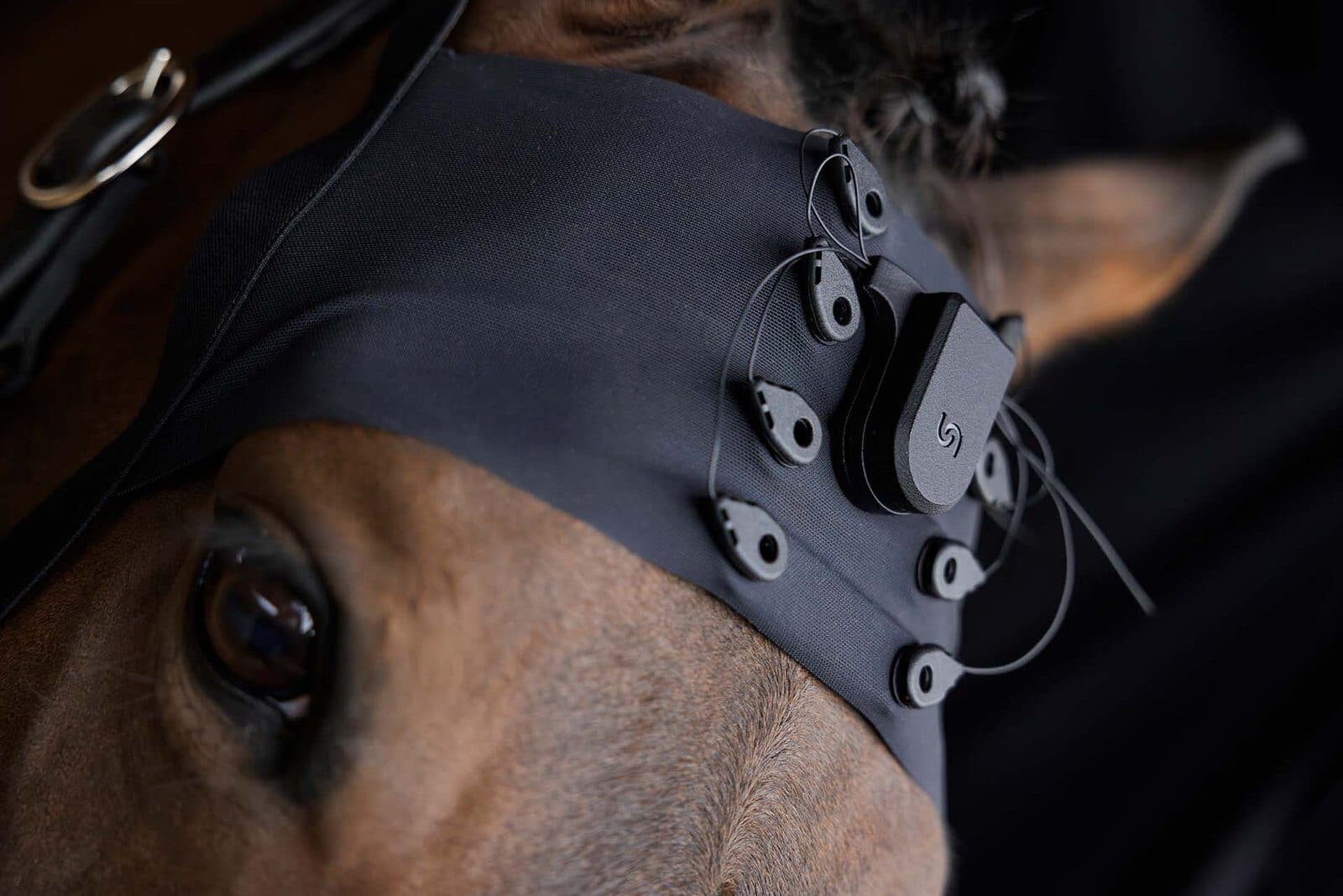 Unicorn BCI Core-8 and a hybrid-electrode cap on a horse's head