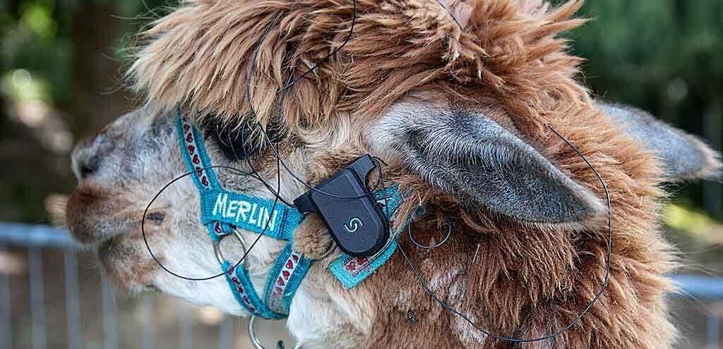 Yularında “Merlin” yazan kahverengi bir alpakanın başı; yuların yanına küçük siyah bir kayıt ünitesi takılı, ince elektrot kabloları tüylerin arasından kulağa doğru uzanıyor